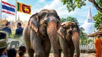 Thailand under pressure to recall two more elephants gifted to Sri Lanka