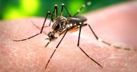 St. Petersburg dengue patient, 73, shares experiences with the mosquito disease