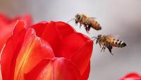 Biodiversity crisis: Nature's collapse threatens humanity