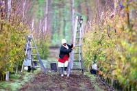Farmworkers’ health matters: South Africa looks to alternatives for chemical pesticides