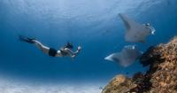 Hanifaru Bay in the Maldives draws hundreds of manta rays. Can tourism help protect them? 