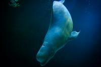 Nairobi Convention marks 40 years as COP12 charts future of ocean governance