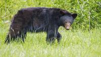 Idaho residents wrestle juvenile black bear at their back door, resulting in euthanization of three bears