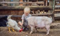 Meet your dinner! Woke scientists say giving pigs and chickens names could put children off eating meat