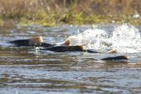 Klamath River Salmon Comeback Surprises Scientists After Record Dam Removal   