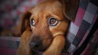 Puppy Export Racket in Hungary Exposes Bribery & Fake Passports