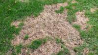 Gardeners urged to do 3 simple lawn care jobs to fix patchy grass in October