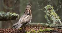 For the first time since 1937 Ohio closed the hunting season for this bird