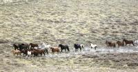 BLM initiates actions to sustain long-term health of the Red Desert Wild Horse Herd