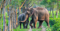 Putting GPS on Just 5 Elephants Is Helping Assam Keep Wildlife & People at a Safe Distance