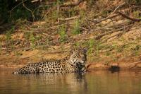 Paraguay Joins Jaguar Rivers, A Four-Country Plan To Safeguard The Continent’s Biggest Cat