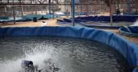 Freshwater fish scarcity drives aquaculture in the Republic of Congo