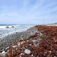 No access, no point - Wilmot fears beach development may dispossess public at South Haven
