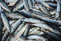 Retailers Warn Europe’s Fishing Industry to Stop Overfishing