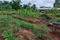 Congo Basin Living Labs: Can Nature Fix Farming?