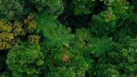 EU discusses its efforts to protect nature and biodiversity at COP17