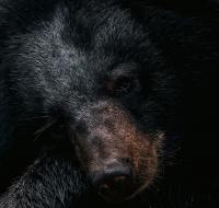 Confirmed Bear Sighting on the University of Montana Campus