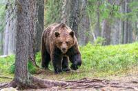 Ecological Imbalance Is Driving Bear Encounters in Mongolia