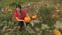 Climate change brings unpredictability, and it's haunting the pumpkin harvest in N.L.