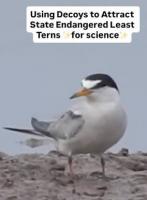 Indiana DNR deploys drones to track endangered least terns
