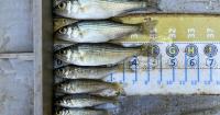 Maryland striped bass reproduction improves, remains below average for eighth straight year