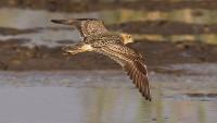 Wrong Turn? Rare American Bird Makes Surprise Appearance in Israel’s Negev