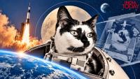 A stray cat went to space and returned alive. Then came a tragic end