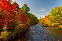 The secret behind New Hampshire's brilliant red leaves