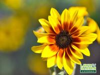 Tidying up the garden while learning the ins and outs of fall gardening