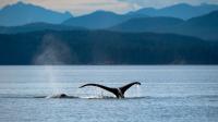 Canada's secret island archipelago offers whale watching, breathtaking scenery and cozy wineries