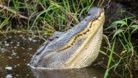 Florida fisherman killed by alligator is second death this year