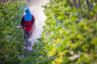 New report reveals pesticide residues and regulatory gaps in Australian produce