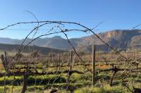 Peak performance: The rise of high-altitude wine in South Africa