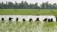 El Nino Threatens Disruption of India’s $300 Billion Agricultural Sector