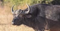 Benin: Wild buffalo reported near Djidja, residents urged to exercise caution