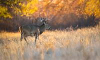 How to Hunt the Best Day of the Rut No. 1: October 22