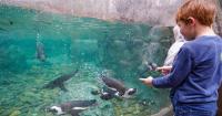 Penguin Point opens at Sylvan Heights after years of planning, fundraising
