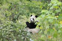 Zoo Atlanta counts down to new panda launch. How are they settling in?