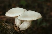 The World’s ‘Deadliest’ Mushroom Has Been Spotted in Boise Again