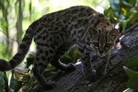 Gold fever closes in on the habitat of the tilcayo, Bolivia’s newly discovered wild cat
