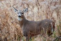MDC encourages hunters in SWMO to have deer sampled for CWD all season