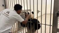 IN PHOTOS: Suhail, Thuraya mark four years in Qatar: Inside their daily routine at Panda House