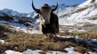 Famous Siberian cave yields remains of yak-like Ice Age mammal
