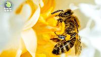Science surprises, from honeybees to microplastics