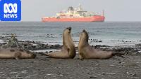 Expeditioners questioned decision to evacuate Macquarie Island over bird flu risk