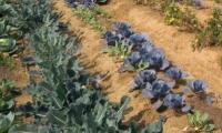 Farmers Turn Drought Into Opportunity