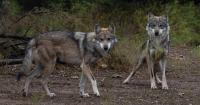 New threats to New Mexico wolves: Border wall, endangered delisting