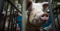 AI Images Can Obscure the Reality of Factory Farms