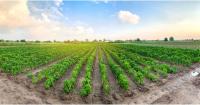 Agribusiness: Too many opportunities are untapped because of high risks - FAO