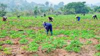 Group decries low agric budget performance, seeks 10% investment